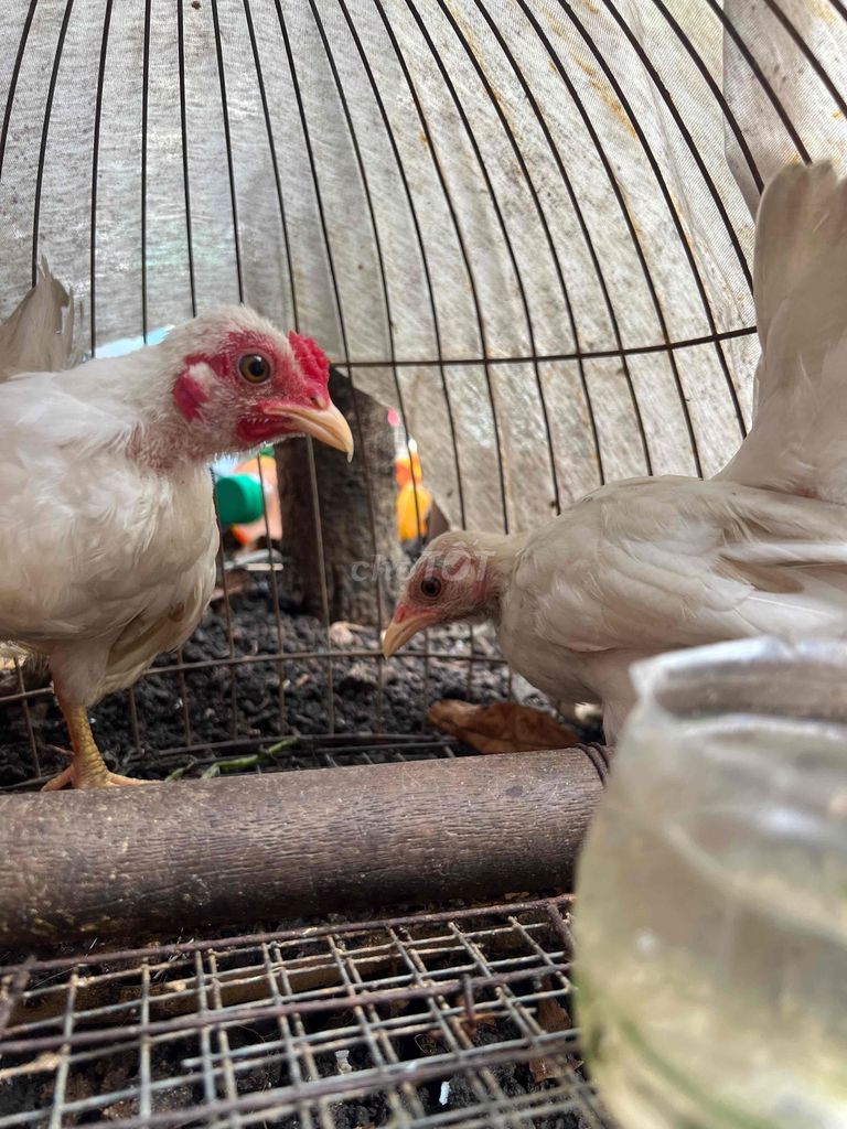 Gà Bắc lai trắng 3 tháng. Mua bán Gà tại Thành phố Mỹ Tho Tiền Giang được đăng bởi BDuy Trần hình 1