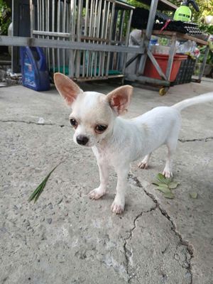bán chó chihuahua. Mua bán Chó tại Huyện Bình Chánh Tp Hồ Chí Minh được đăng bởi Hiền