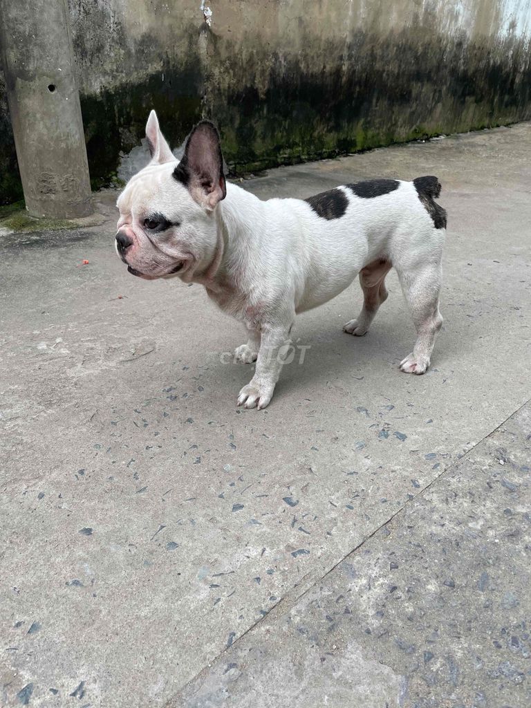 Chó Bull Pháp Trắng đốm đen. Mua bán Chó tại Huyện Long Thành Đồng Nai được đăng bởi Sang Trần hình 1