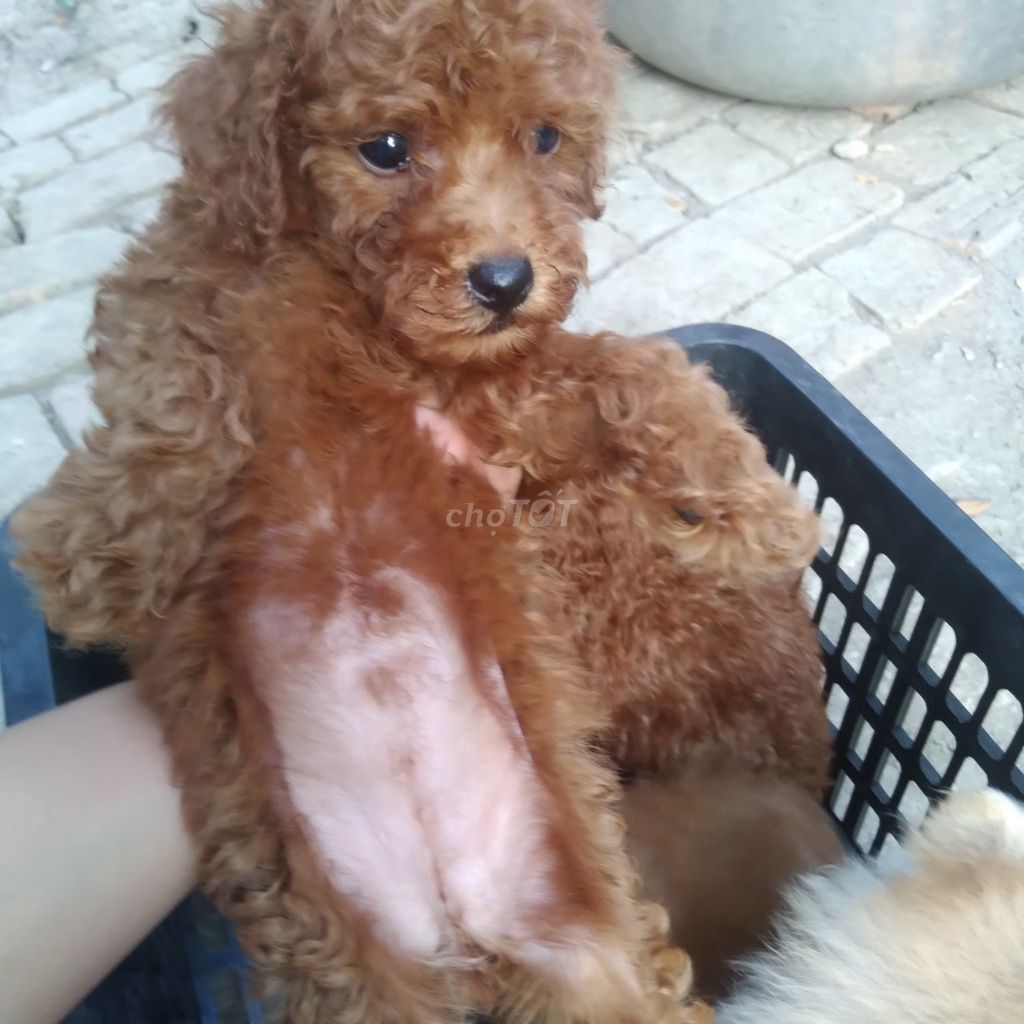 Chó Poodle Nâu-đen-kem - BMT. Mua bán Chó tại Thành phố Buôn Ma Thuột Đắk Lắk được đăng bởi Kim Sơn Thạch hình 1