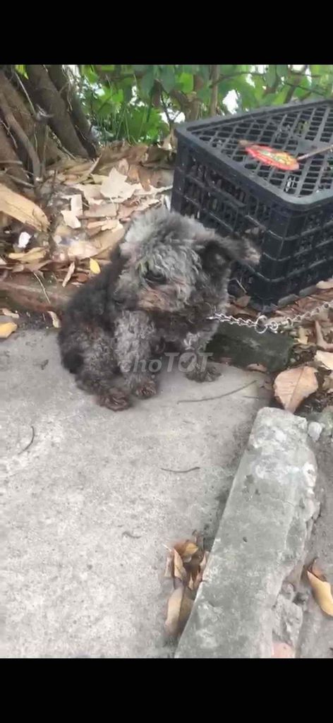 Chó giống nhỏ cái màu Đen xám. Mua bán Chó tại Huyện Xuân Trường Nam Định được đăng bởi Quang Toan hình 1