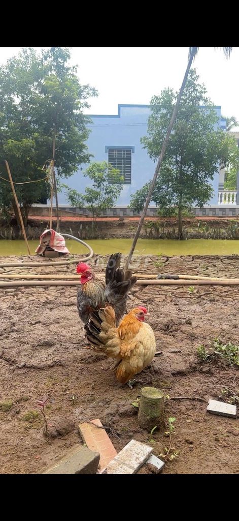 Gà Serama giá rẻ. Mua bán Gà tại Huyện Mỏ Cày Nam Bến Tre được đăng bởi Quang hình 1