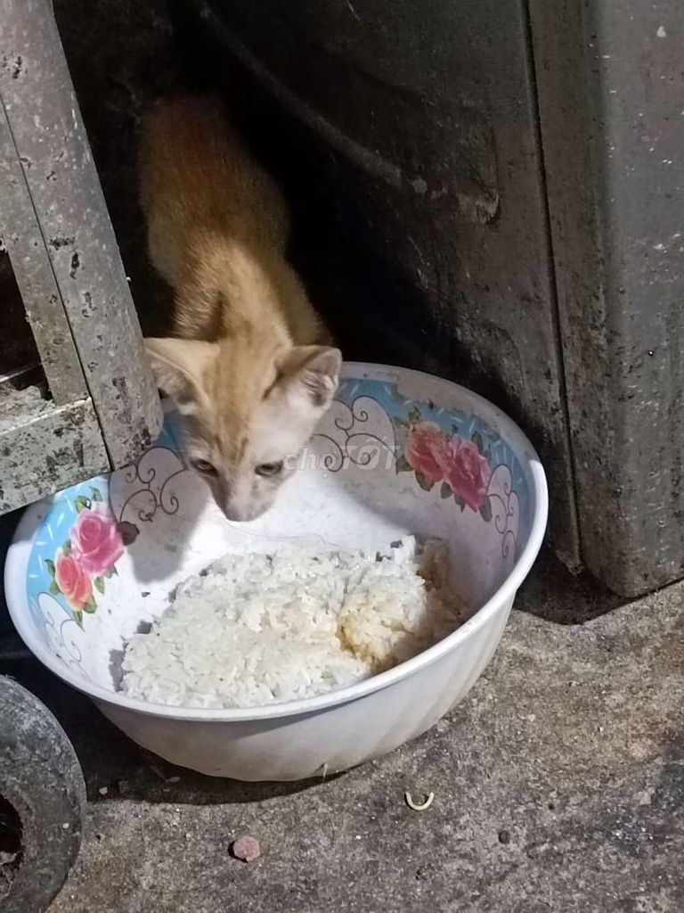 Mèo con màu cam và mướp  đã biết ăn. Mua bán Mèo tại Thành phố Trà Vinh Trà Vinh được đăng bởi Ngà hình 1