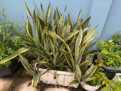 cây lưỡi hổ cao 50cm khoảng 50 cây. Mua bán Cây cảnh, đồ trang trí tại Quận Tân Bình Tp Hồ Chí Minh được đăng bởi Minh Thư 