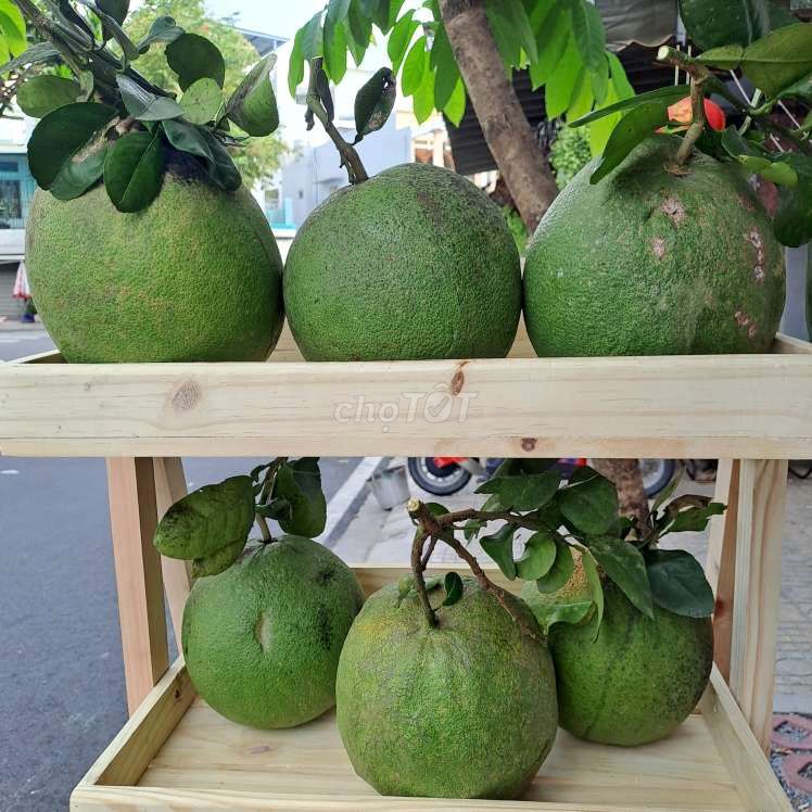 Bưởi Da xanh Bến Tre. Mua bán Đồ ăn, thực phẩm và các loại khác tại Quận Tân Phú Tp Hồ Chí Minh được đăng bởi Kim SaLa hình 1