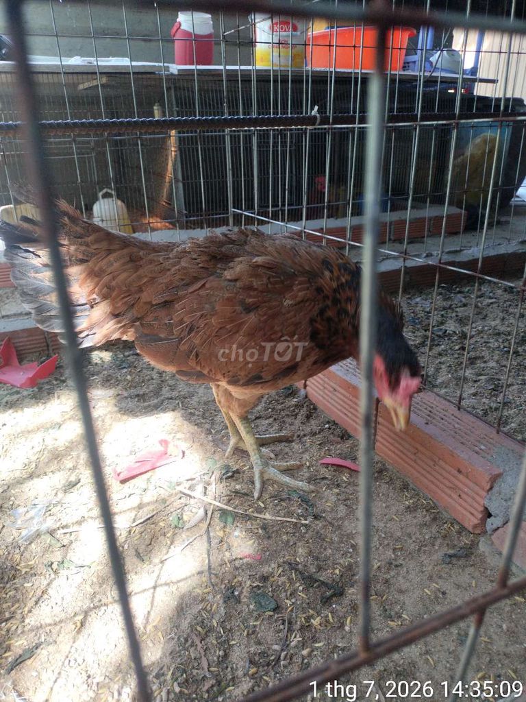Gà mái Nâu 3kg. Mua bán Gà tại Thành phố Thuận An Bình Dương được đăng bởi Khang Khang hình 1