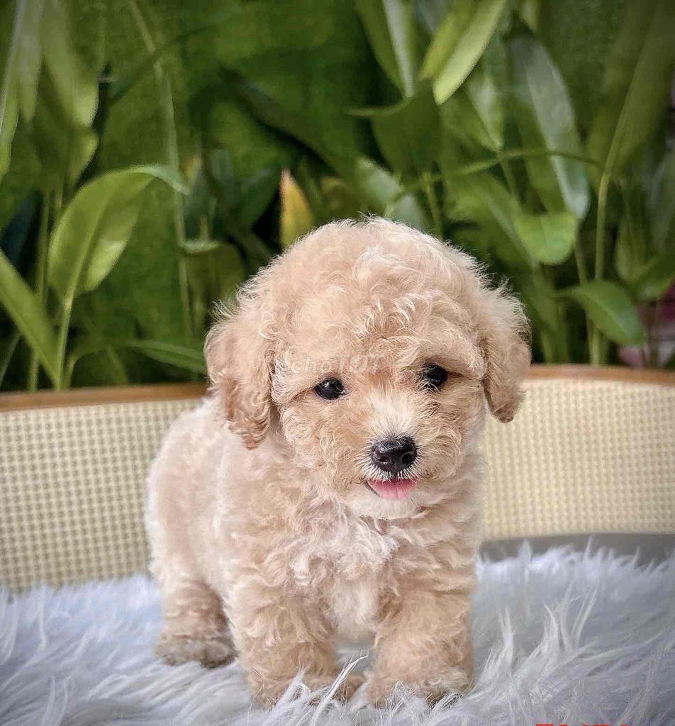 Chó Poodle thuần chủng(ship toàn quốc). Mua bán Chó tại Thành phố Thủ Đức Tp Hồ Chí Minh được đăng bởi Phạm trung hình 1