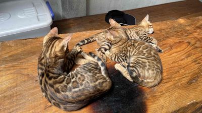 Bán thanh lý cặp giống mèo Bengal tại Đà Lạt