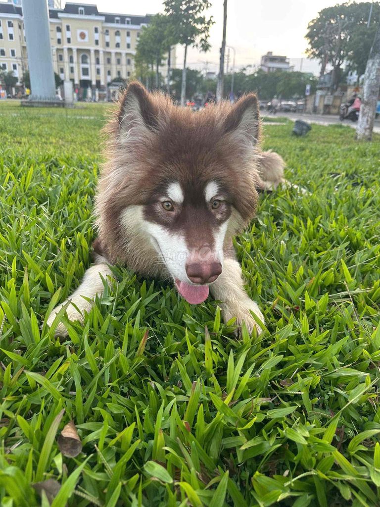 Chó Alaskan Malamute đực. Mua bán Chó tại Quận Hải Châu Đà Nẵng được đăng bởi Phương Vũ hình 1