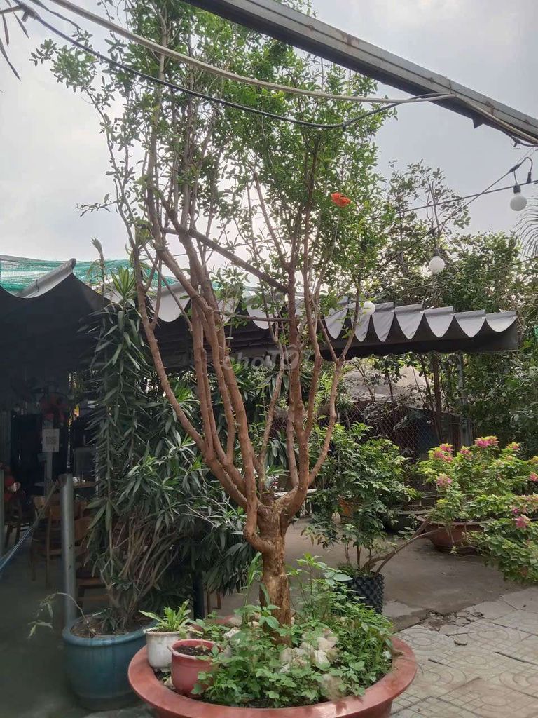 Cây Lựu Cổ thụ kèm Chậu mình cần bán lại. Mua bán Cây cảnh, đồ trang trí tại Huyện Bình Chánh Tp Hồ Chí Minh được đăng bởi Hồng Kiểm hình 1