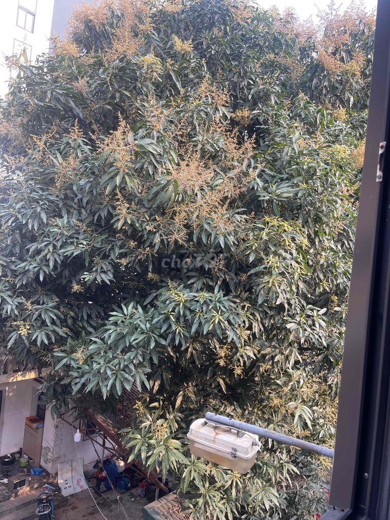 Xoài tô vanh tầm 1000. Mua bán Cây cảnh, đồ trang trí tại Quận Long Biên Hà Nội được đăng bởi Tran Ngọc Quang hình 1