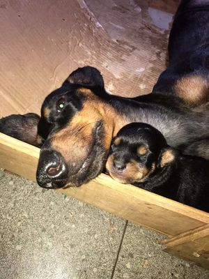 Lạp xưởng thuần chủng đã đẻ 1 lứa. giống tốt khoẻ.. Mua bán Chó tại Thành phố Vũng Tàu Bà Rịa - Vũng Tàu được đăng bởi Nguyễn Mỹ Lê