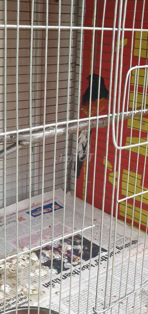 Than vs lửa. Mua bán Chim tại Quận Cẩm Lệ Đà Nẵng được đăng bởi thuc hình 4