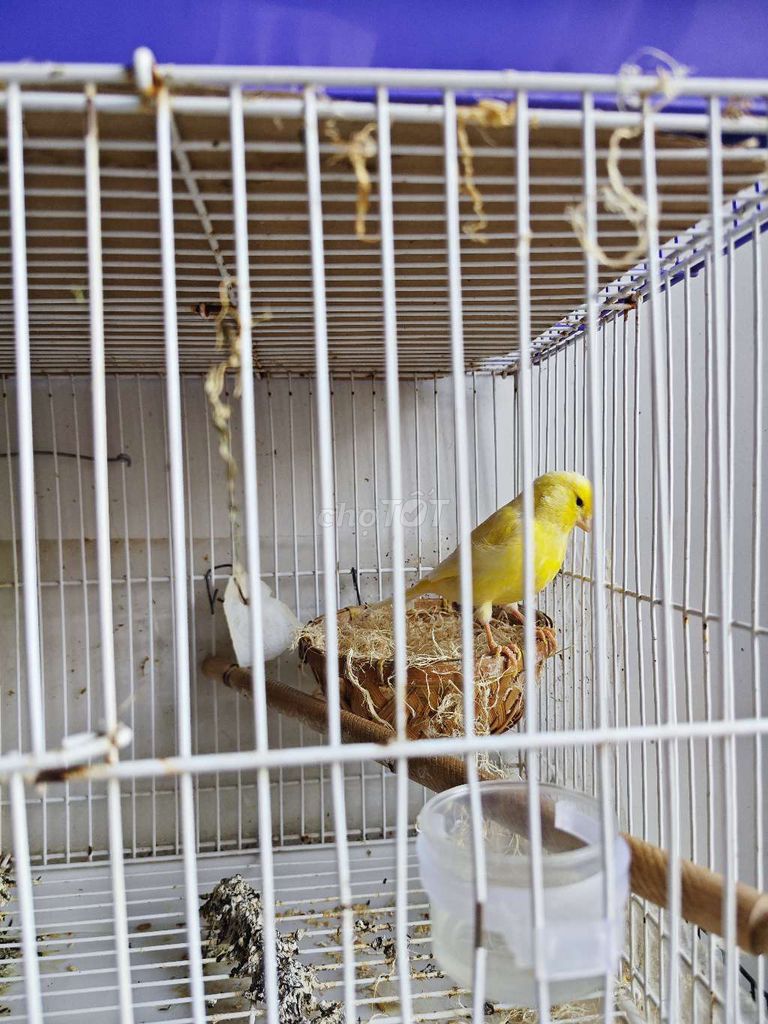 Cần ra đi cặp chim yến hót. Mua bán Chim tại Quận 12 Tp Hồ Chí Minh được đăng bởi Hoàng Ngọc Long hình 1