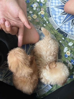 Chó Poodle lai nâu vàng gần 2 tháng