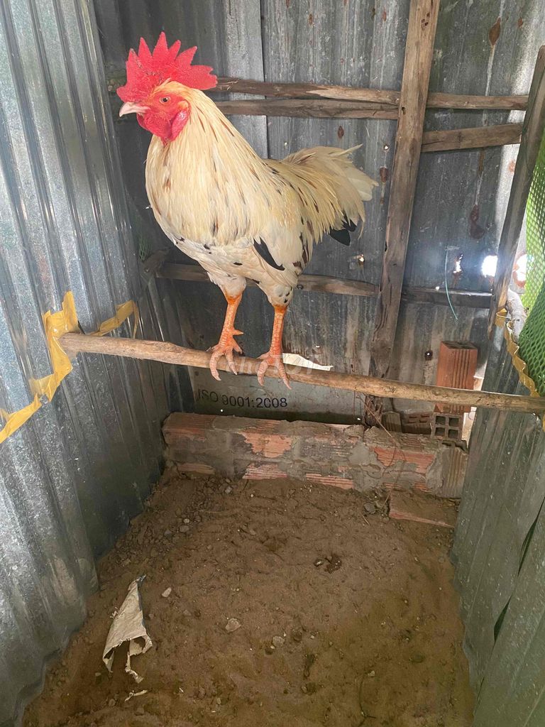 bướm 3k2 tay tốt. Mua bán Gà tại Huyện U Minh Cà Mau được đăng bởi trại gà con pêru mỹ hình 1