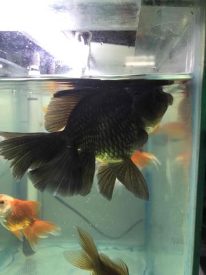 Cá Oranda Đen 3 ngón