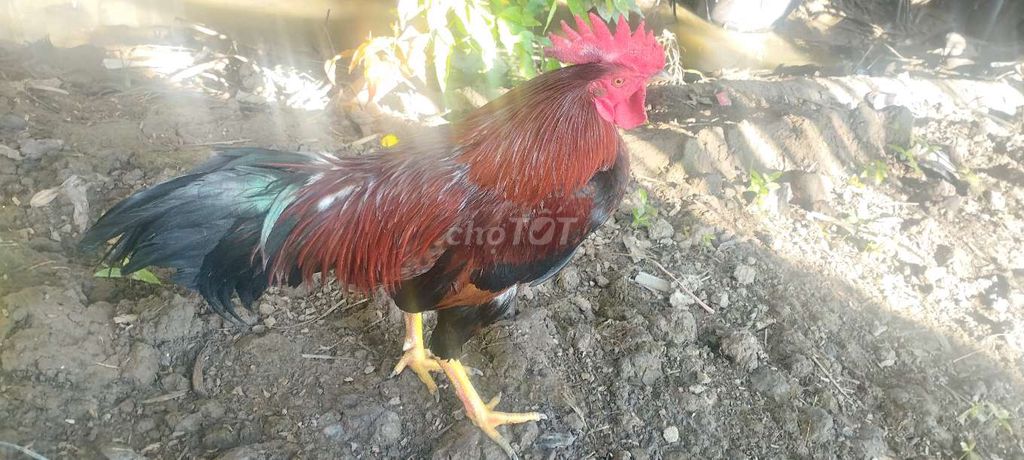 Điều 2kg9 lường dài tay tốt, đuôi còn ít lông non. Mua bán Gà tại Huyện Mỹ Xuyên Sóc Trăng được đăng bởi Danh hình 1