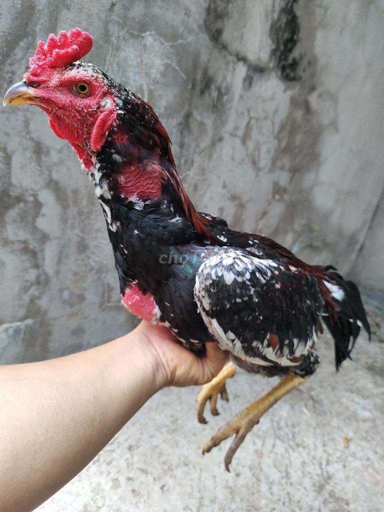 Gà đòn Tía Bông 3.2kg 29. Mua bán Gà tại Quận 1 Tp Hồ Chí Minh được đăng bởi Ngọc Thạch hình 1