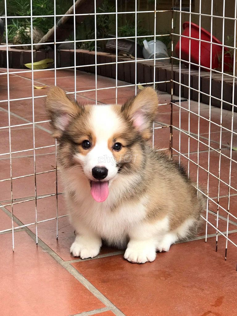 0976628408 - Chó CORGI mông to, lắc lư. Ship tận nhà!