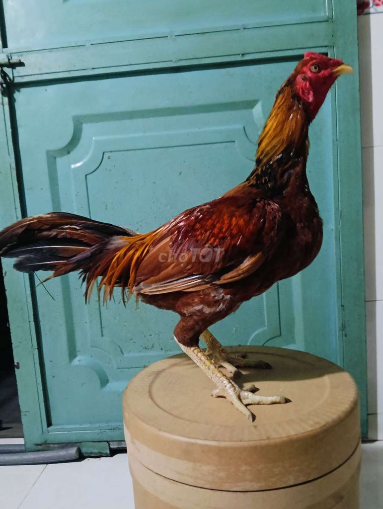 Pakistan 3k1 lông chưa đủ