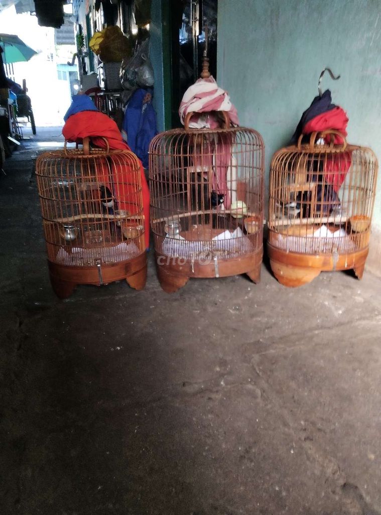 chim Than đủ loại . Mua bán Chim tại Thành phố Thủ Đức Tp Hồ Chí Minh được đăng bởi  van loc hình 1