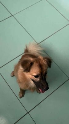 Chó Poodle nâu 6 tháng tuổi