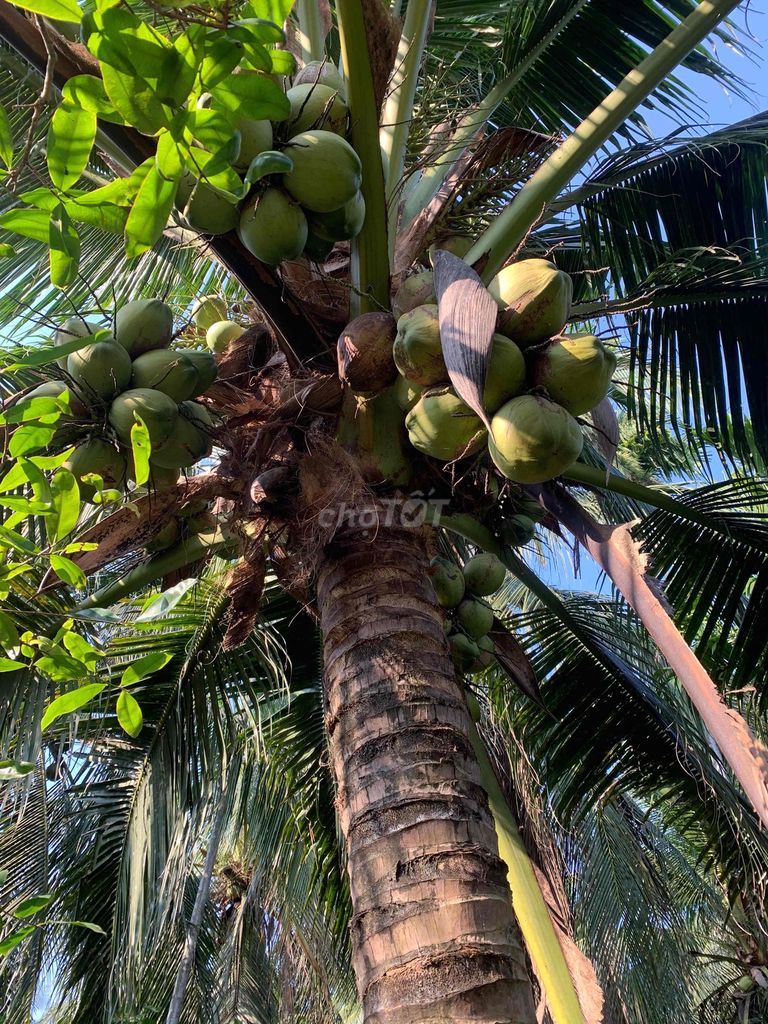 Dừa khô. Mua bán Đồ ăn, thực phẩm và các loại khác tại Huyện Châu Thành Trà Vinh được đăng bởi Chauduyhồ Vinamilk Dai Gia Mien Tay hình 1