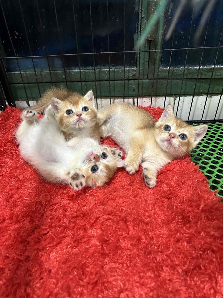 Còn em golden ny12 cái cuối thôi nè. Mua bán Mèo tại Quận 11 Tp Hồ Chí Minh được đăng bởi Ngọc Ngọc Meow hình 4