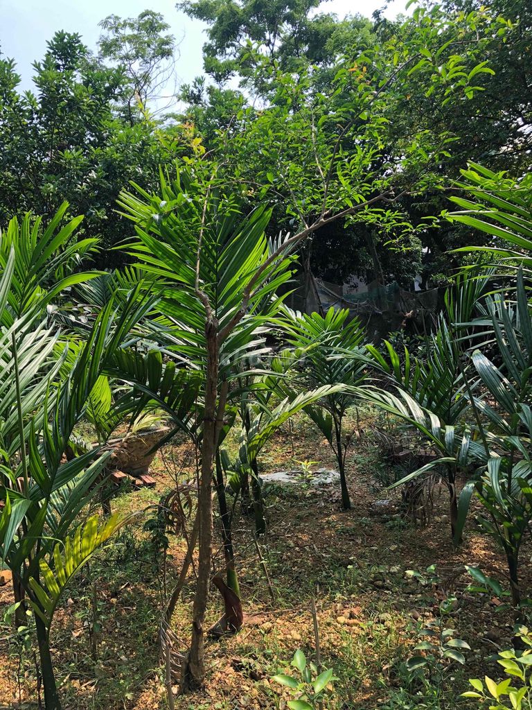 Cây Lựu đã ra quả thân già. Mua bán Cây cảnh, đồ trang trí tại Huyện Sông Lô Vĩnh Phúc được đăng bởi Lê Quang Tĩnh hình 1