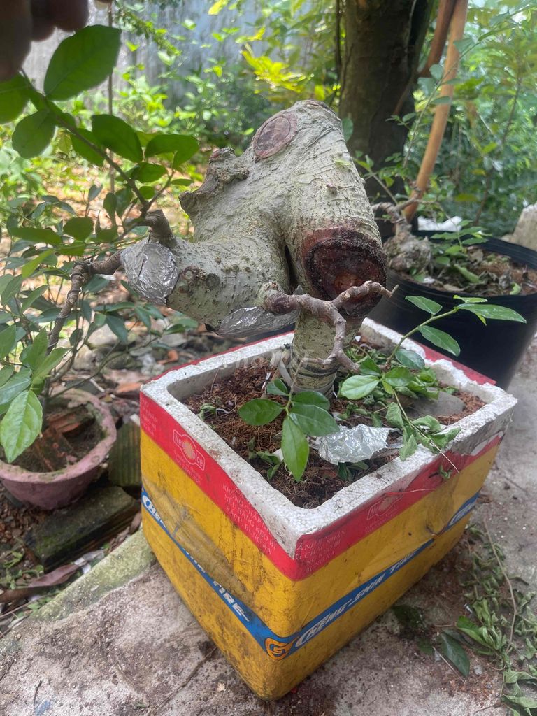 Cây duối Bonsai. Mua bán Cây cảnh, đồ trang trí tại Huyện Đức Linh Bình Thuận được đăng bởi xuân tân  hình 1