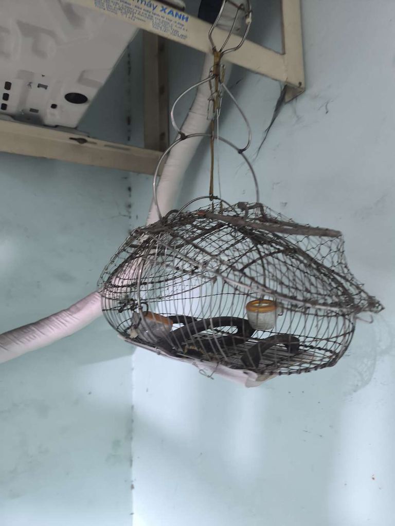 Lụp chim nhỏ. Mua bán Phụ kiện, Thức ăn, Dịch vụ tại Quận Gò Vấp Tp Hồ Chí Minh được đăng bởi Vũ hoàng hình 1