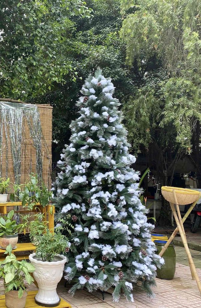Cây thông Noel PE 3m phủ kim tuyến giả tuyết. Mua bán Cây cảnh, đồ trang trí tại Thành phố Thủ Đức Tp Hồ Chí Minh được đăng bởi Nhung hình 1