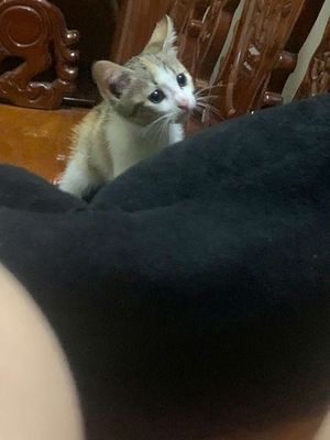 Cho mèo. Mua bán Mèo tại Thị xã Bến Cát Bình Dương được đăng bởi Lê Tuấn