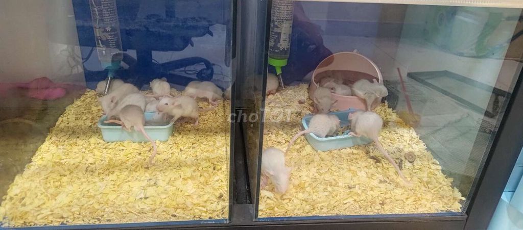 Chuột Hamster Rat và Winter White. Mua bán Thú cưng khác tại Quận 8 Tp Hồ Chí Minh được đăng bởi Ken Con hình 1