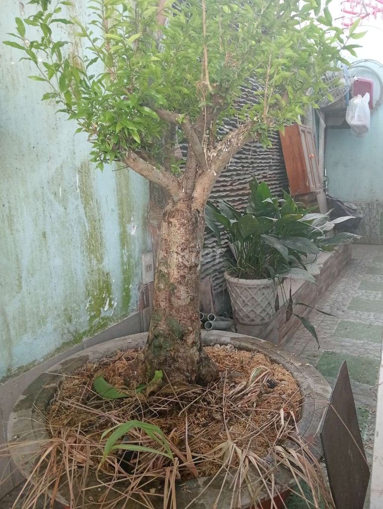 Cây cảnh. Mua bán Cây cảnh, đồ trang trí tại Huyện Long Thành Đồng Nai được đăng bởi Tung Le Sy hình 1
