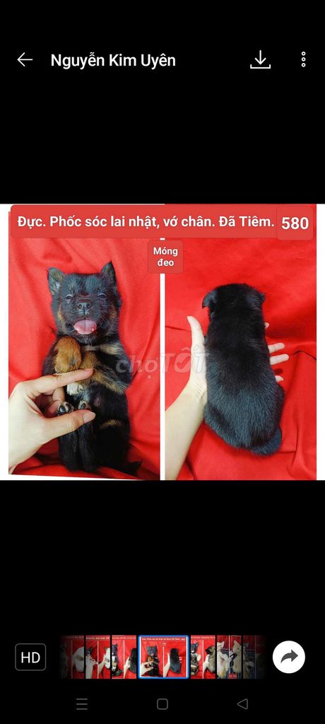 Corgi chihuahua phú quốc lai đã tiêm vài trăm.. Mua bán Chó tại Huyện Hóc Môn Tp Hồ Chí Minh được đăng bởi fb NH Táo bán điện thoại và chó mèo có ship hình 3