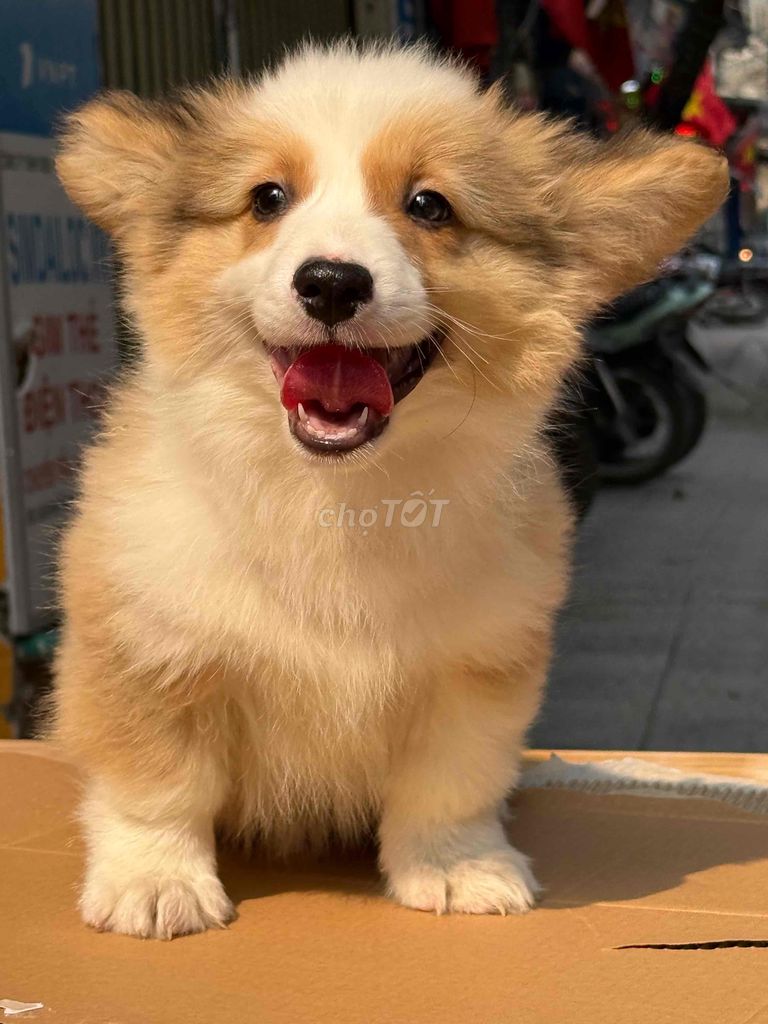 bé corgi đực lông dài 3 tháng