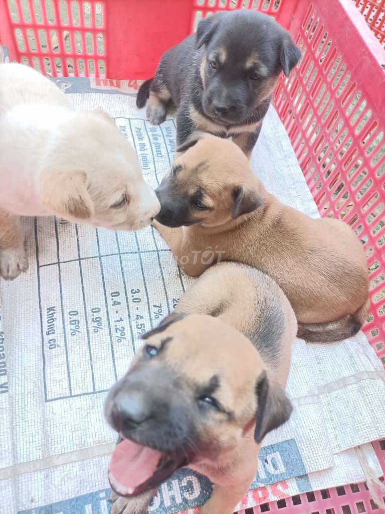 Chó con đáng yêu. Mua bán Chó tại Huyện Tam Bình Vĩnh Long được đăng bởi nguyenphung hình 1
