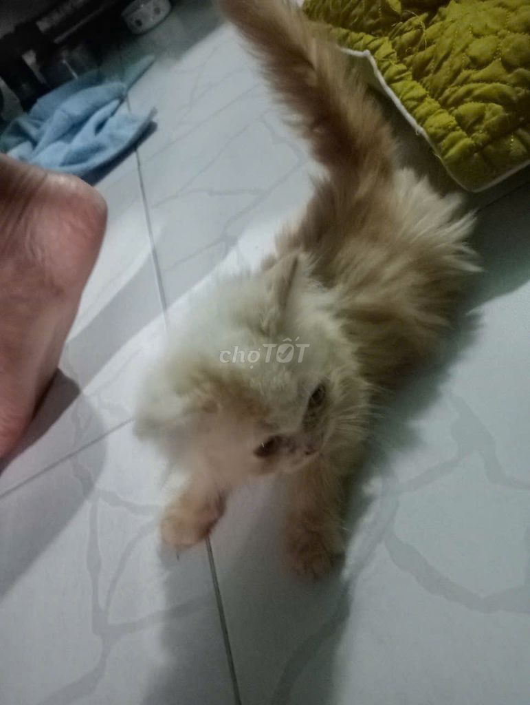 🐾TÌM SEN YÊU THƯƠNG CHO 3 BÉ ALN VÀ ALD CUTE 🐾