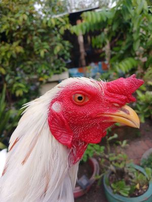 Gà 4 tháng hơn 2kg2. Mua bán Gà tại Huyện Củ Chi Tp Hồ Chí Minh được đăng bởi Hiền Lý Củ Chi 