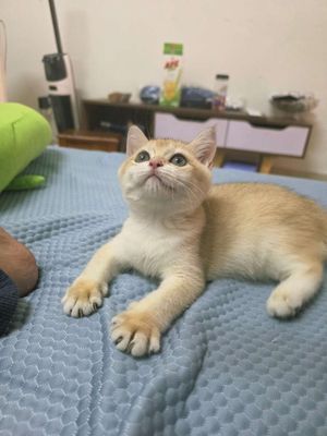 Mèo Anh lông ngắn Golden thuần chủng đã tiêm phòng