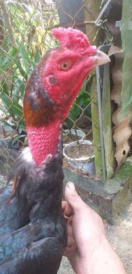 Tía chân trắng. Mua bán Gà tại Quận Ngũ Hành Sơn Đà Nẵng được đăng bởi le hai hung