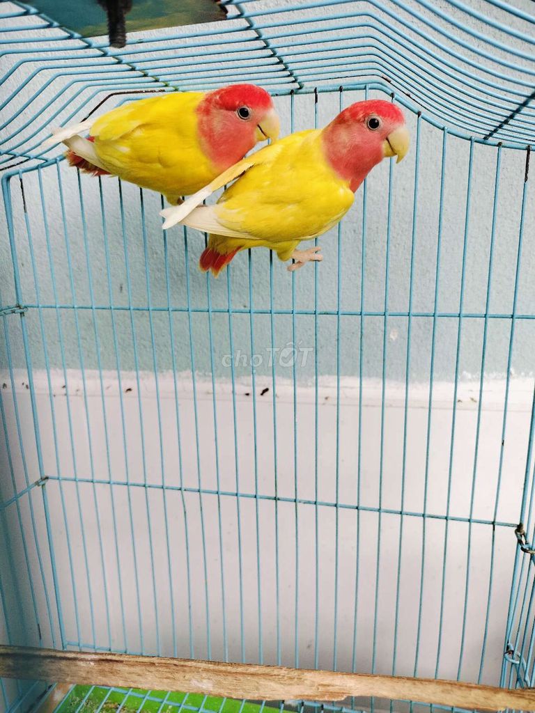 Cặp vet lovebirds peached full face ghép sinh sản