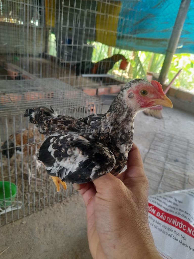 Gà Tre Bắc Bông trống 4 tháng. Mua bán Gà tại Huyện Gò Công Tây Tiền Giang được đăng bởi khanh le hình 1