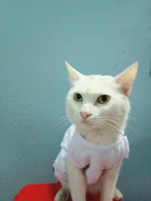 Mèo Anh lông dài trắng, đực