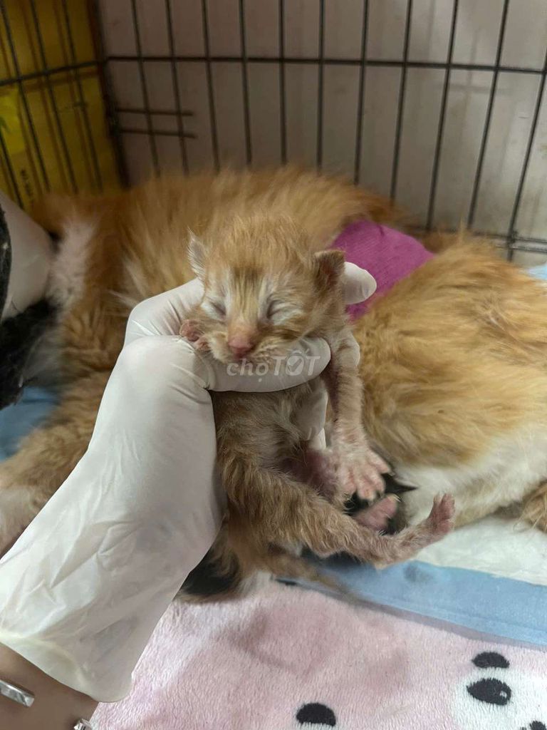 Mèo Maine Coon lai ALD 2 tuần tuổi đã tiêm. Mua bán Mèo tại Quận 11 Tp Hồ Chí Minh được đăng bởi Lý Minh Nguyên hình 1
