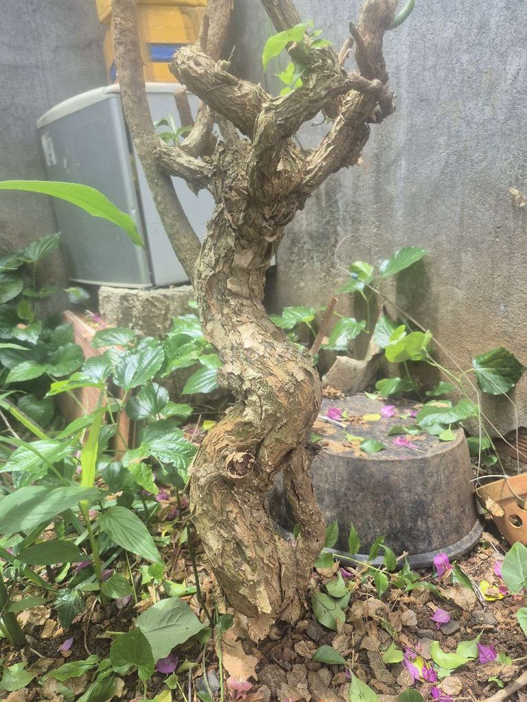 GỐC HOA GIẤY TÍM. Mua bán Cây cảnh, đồ trang trí tại Thành phố Buôn Ma Thuột Đắk Lắk được đăng bởi CHÚ BẢY BMT  hình 1