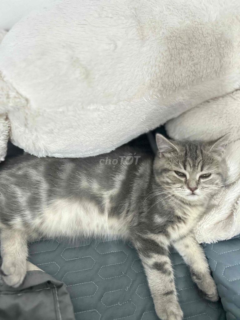 Do chuyển trọ nên muốn để lại bé cho ai có nhu cầu