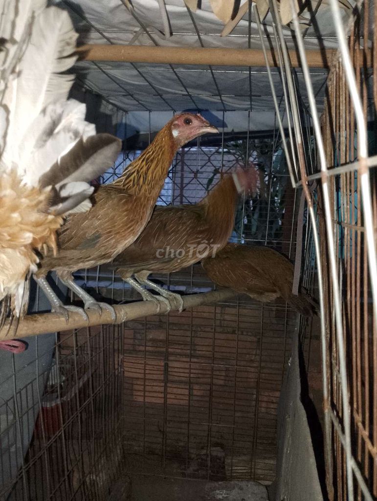 Gà mái tre..... Mua bán Gà tại Thành phố Dĩ An Bình Dương được đăng bởi nguoi va chim hình 1